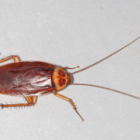 Cockroach – A-Best Pest | Termite & Pest Control in Northeast Ohio